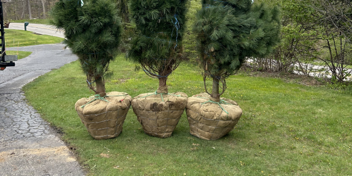 Tree Planting Service in Pepper Pike OH